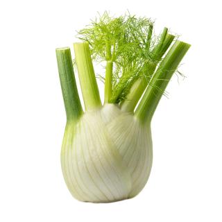 Fenchel