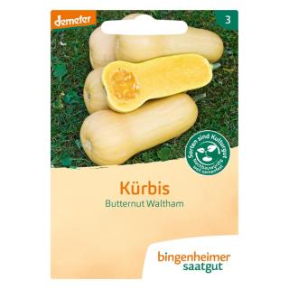 Butternut Waltham - Kürbis (Saatgut)  1St